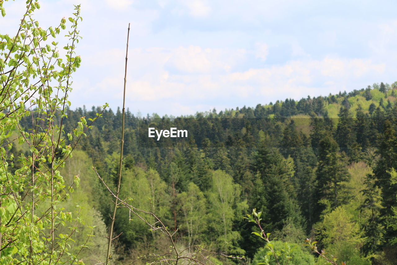 SCENIC VIEW OF TREES AGAINST SKY IN FOREST