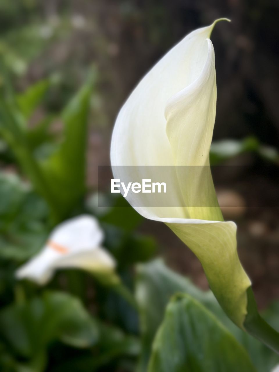 plant, flower, flowering plant, close-up, freshness, beauty in nature, petal, white, growth, nature, yellow, no people, flower head, inflorescence, fragility, plant part, leaf, focus on foreground, green, outdoors, calla lily, day, springtime, food