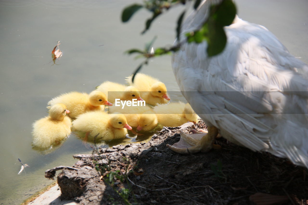 VIEW OF BIRDS ON LAKE