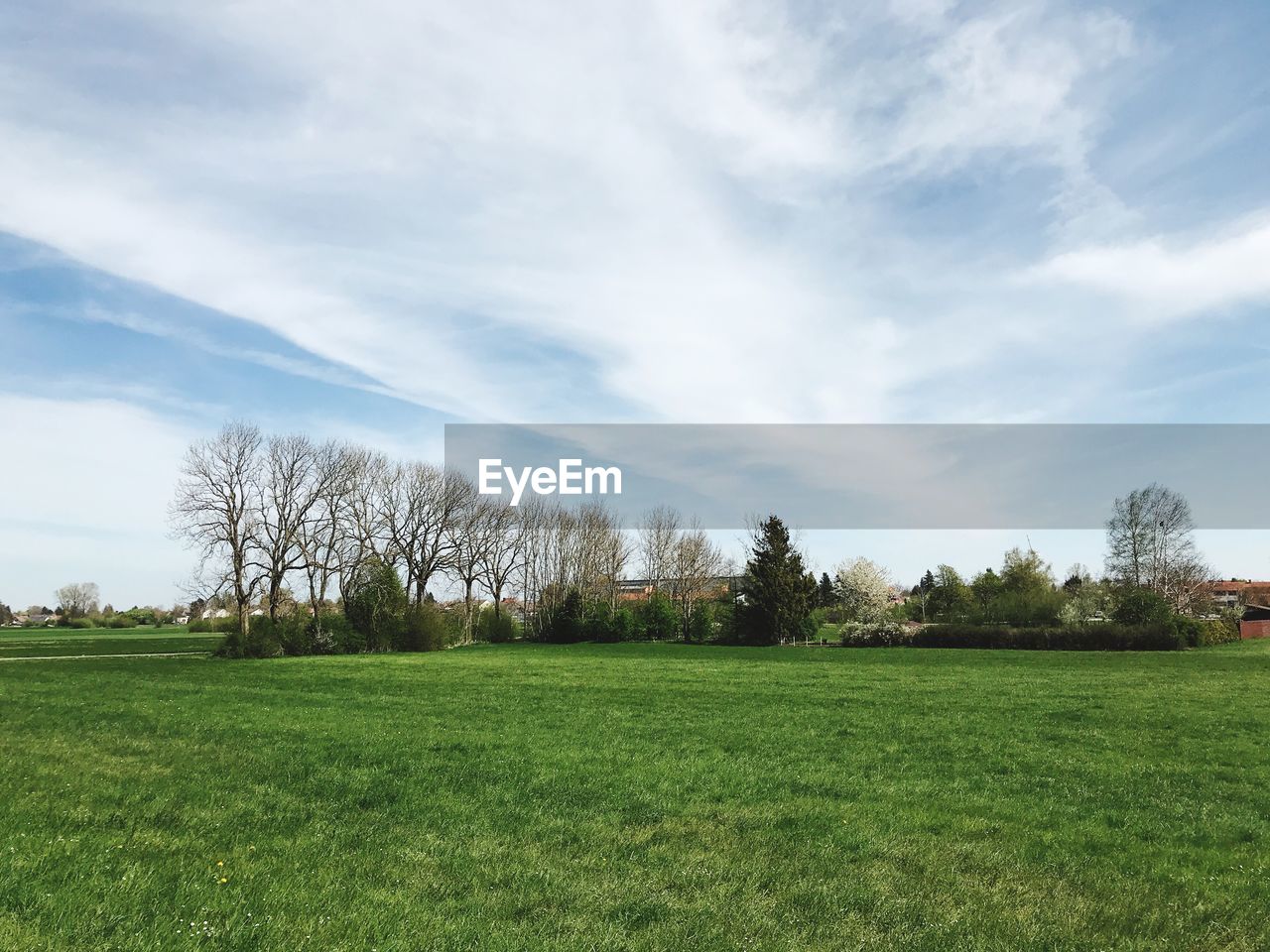 TREES GROWING ON FIELD AGAINST SKY