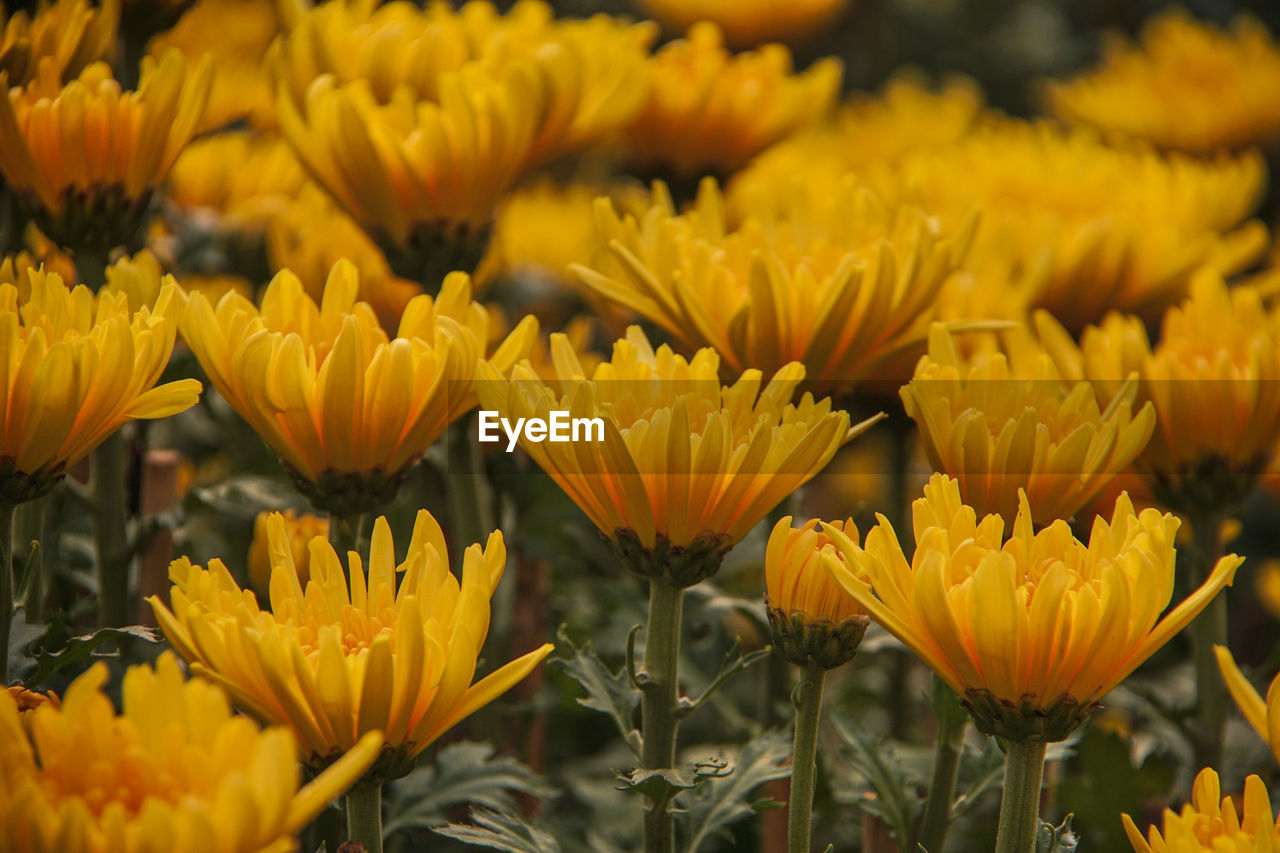 CLOSE-UP OF YELLOW FLOWERS ON FIELD