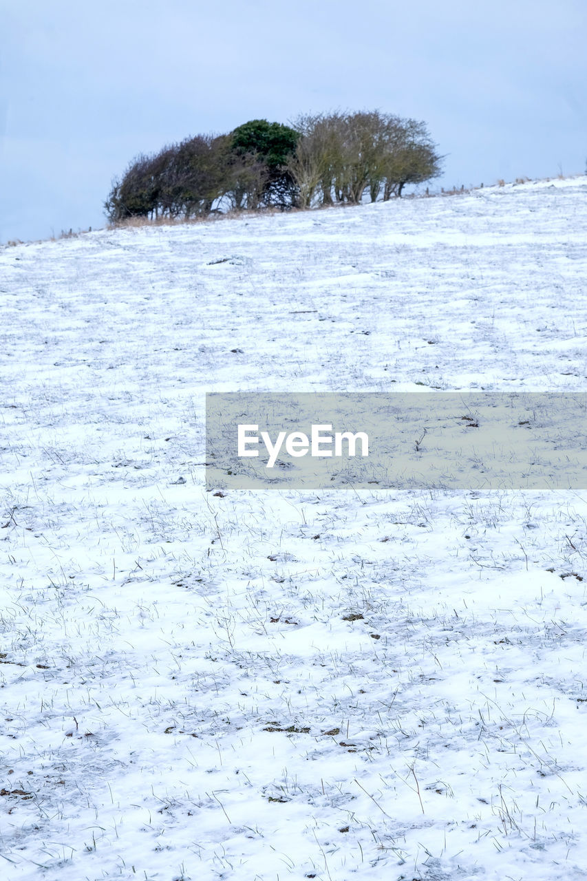 CLOSE-UP OF SNOW COVERED TREES