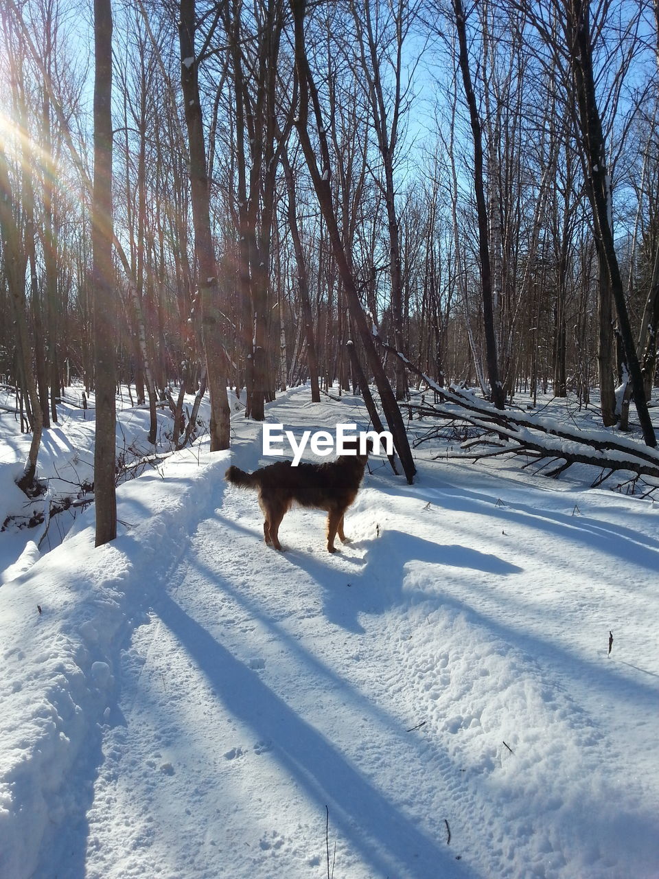 Dog standing on snow covered street amidst trees on sunny day