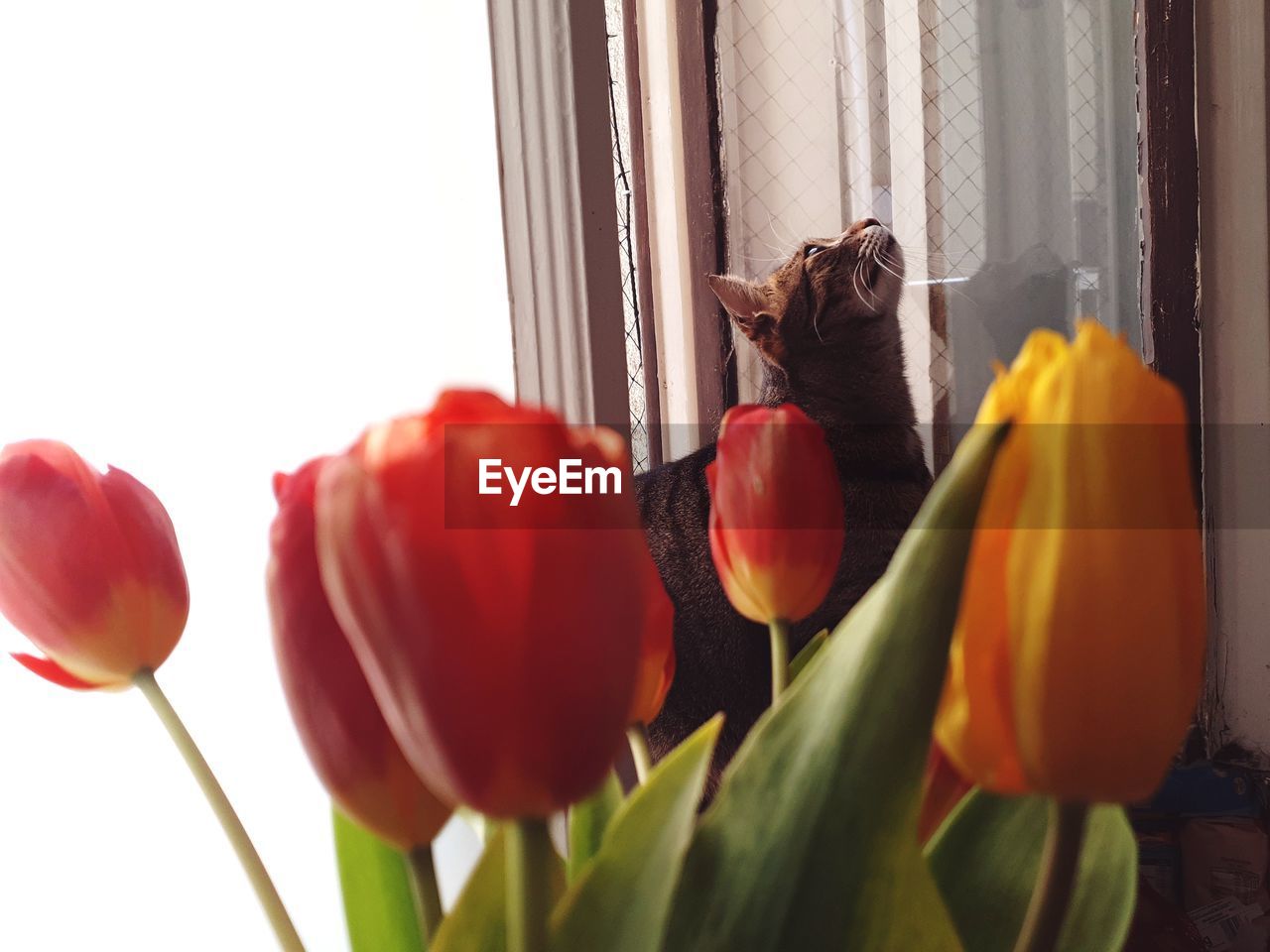 CLOSE-UP OF TULIPS WITH RED FLOWERS