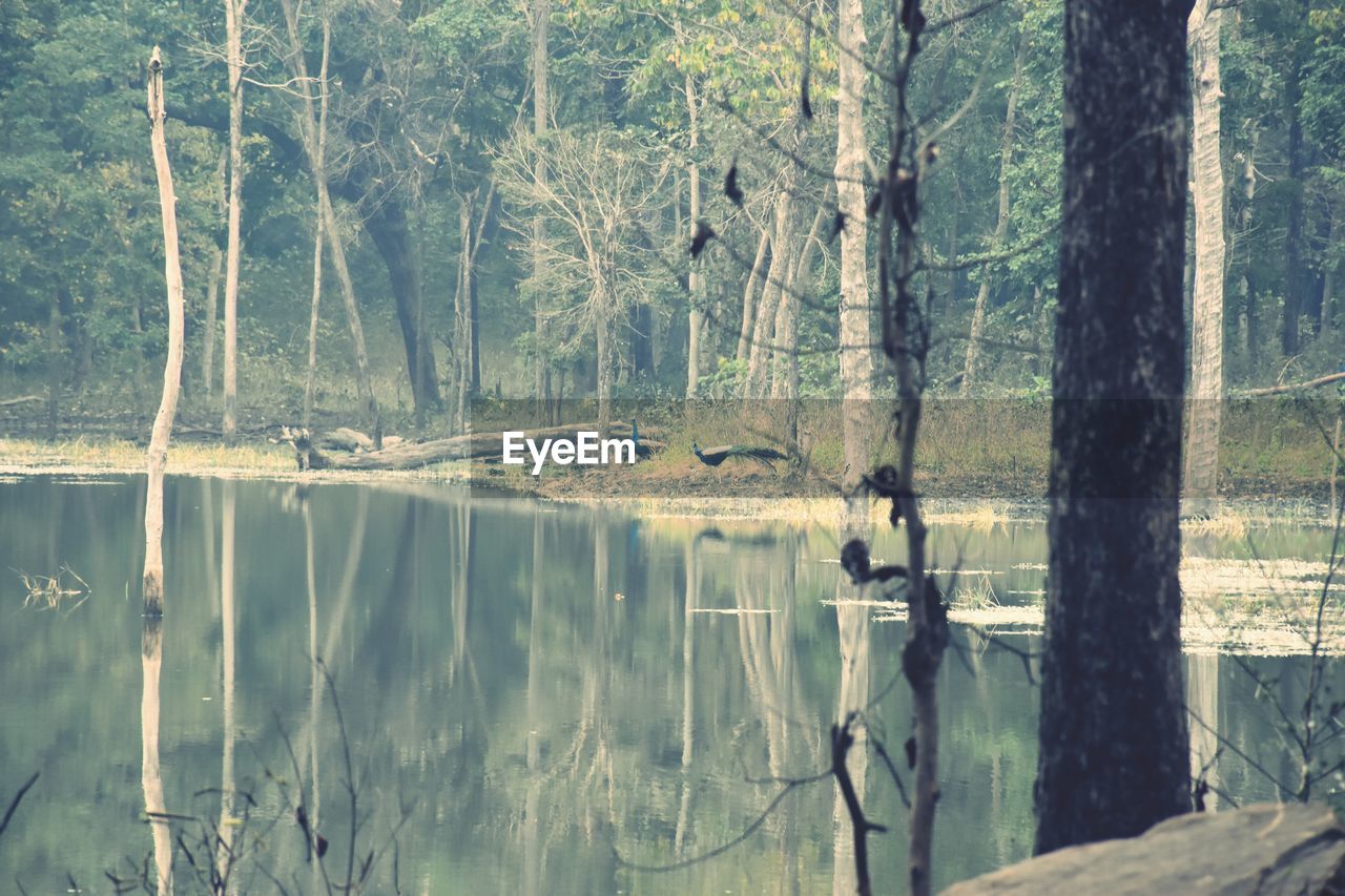 REFLECTION OF TREES IN LAKE