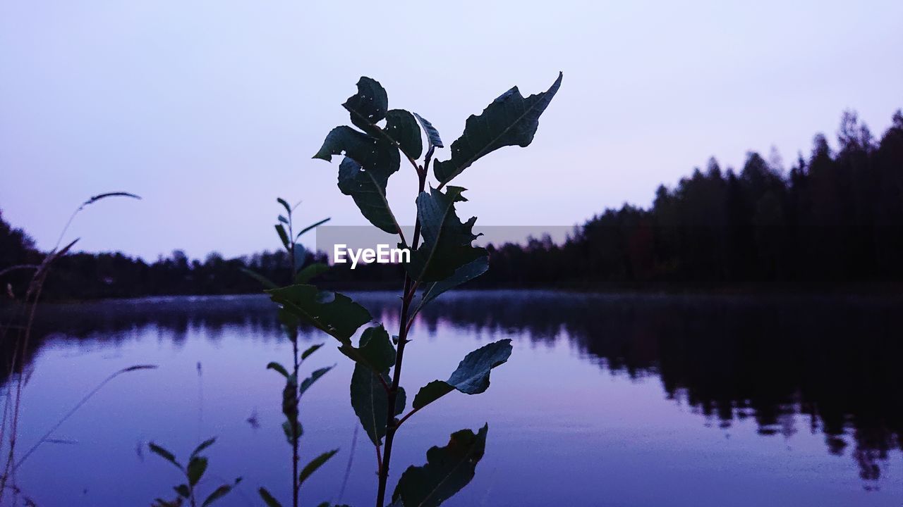 PLANTS GROWING BY LAKE AGAINST SKY