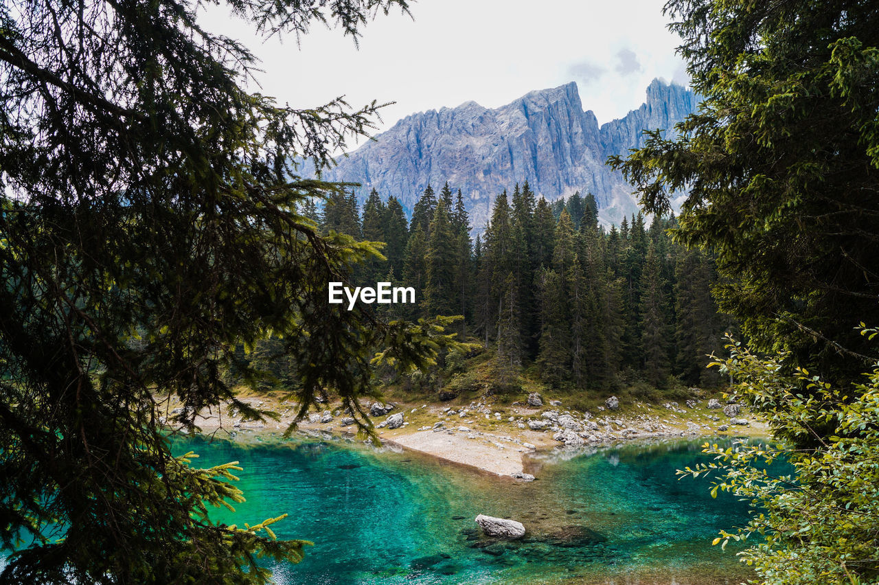 Scenic view of lake amidst trees