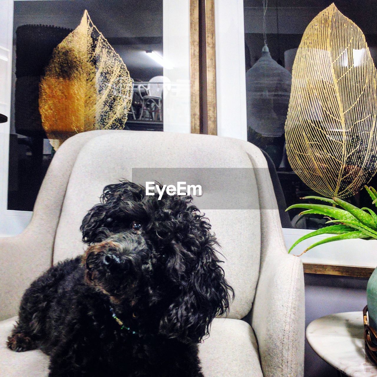 CLOSE-UP OF DOG SITTING ON SOFA