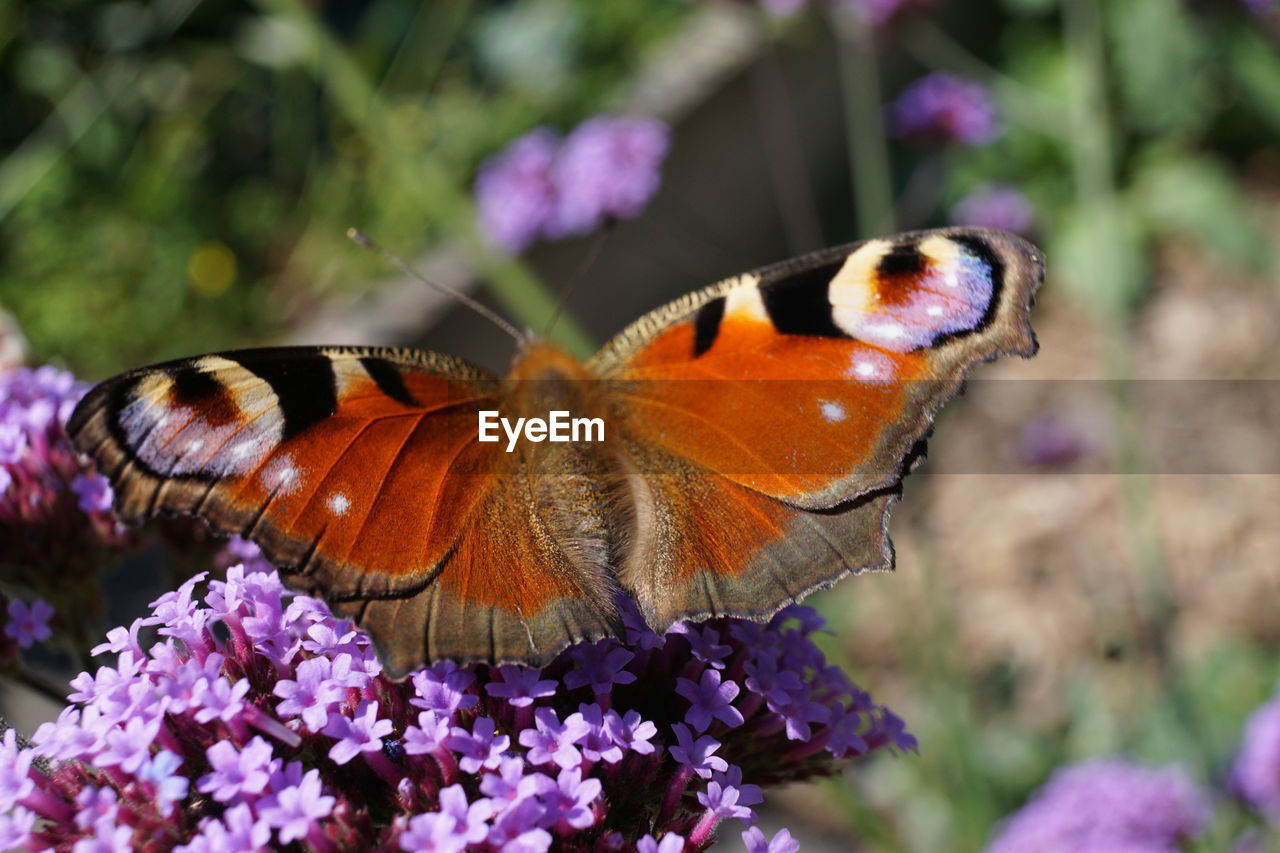 BUTTERFLY ON PURPLE FLOWER