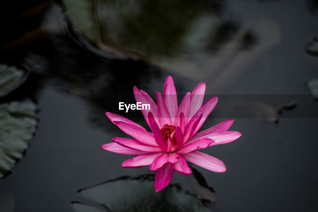 CLOSE-UP OF WATER LILY IN LAKE