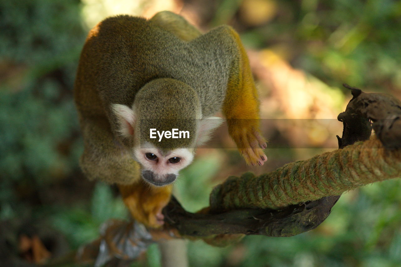 Close-up of squirrel monkey on branch