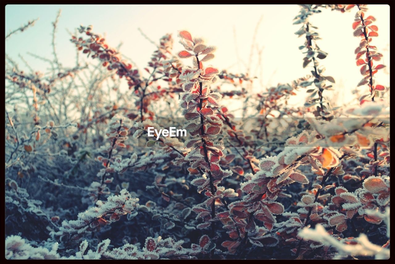 Plants in frost