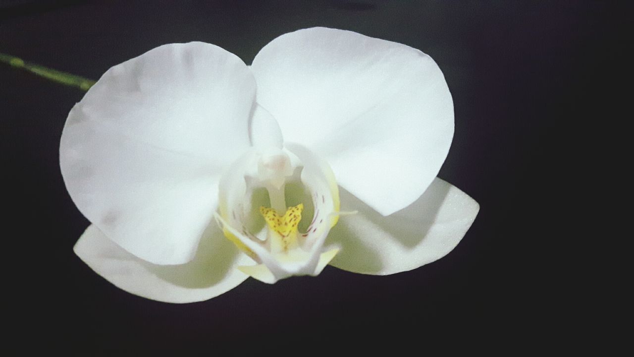 CLOSE-UP OF WHITE FLOWERING PLANT AGAINST BLACK BACKGROUND