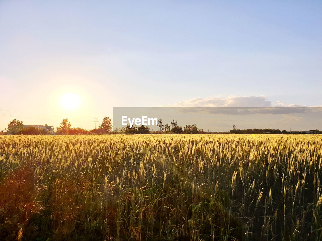 SCENIC VIEW OF FIELD AGAINST BRIGHT SUN