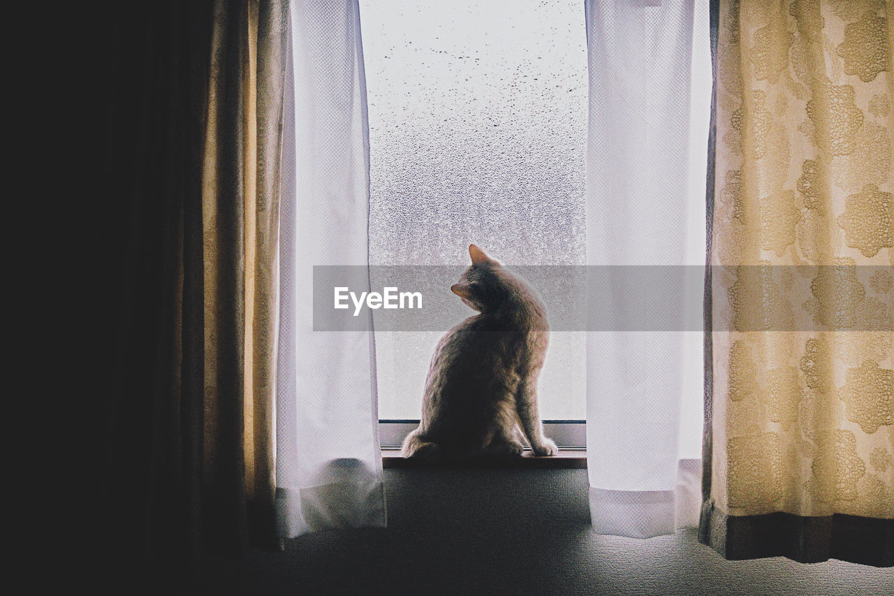 VIEW OF CAT SITTING ON WINDOW SILL