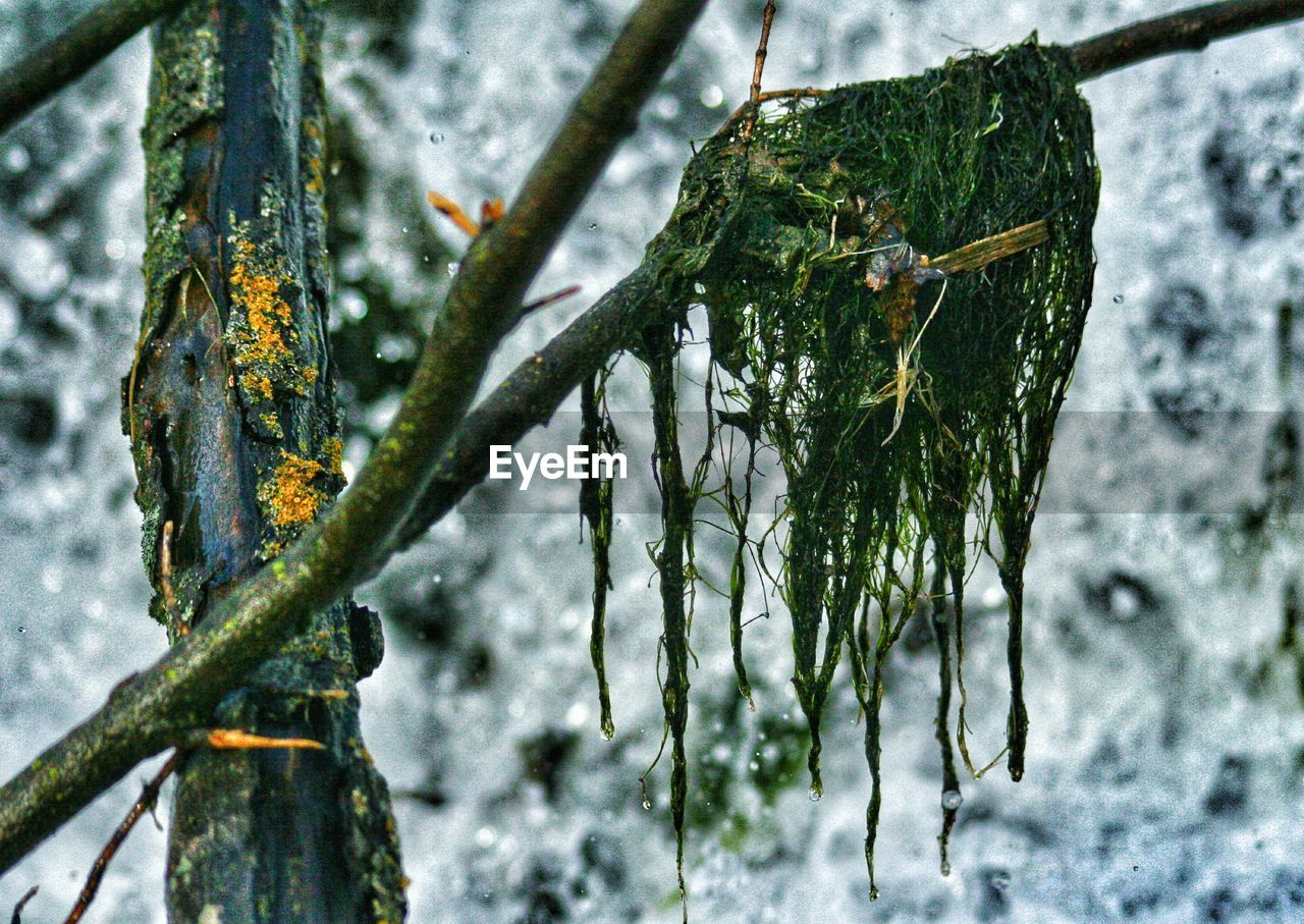 CLOSE-UP OF FROZEN TREE BRANCH