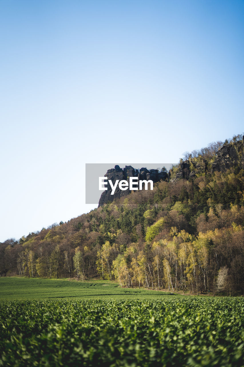 scenic view of agricultural field against clear sky