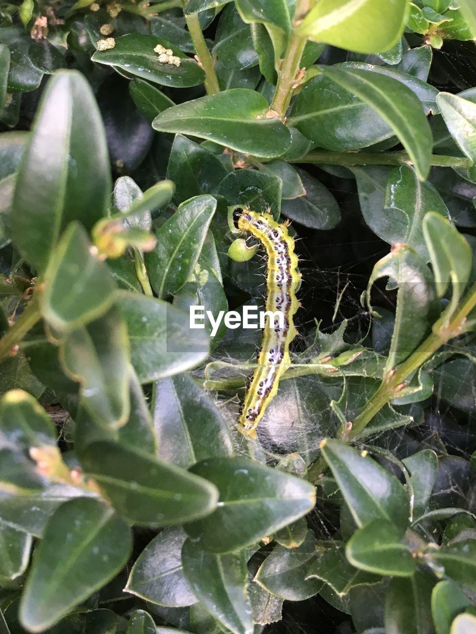 CLOSE-UP OF INSECT ON LEAF