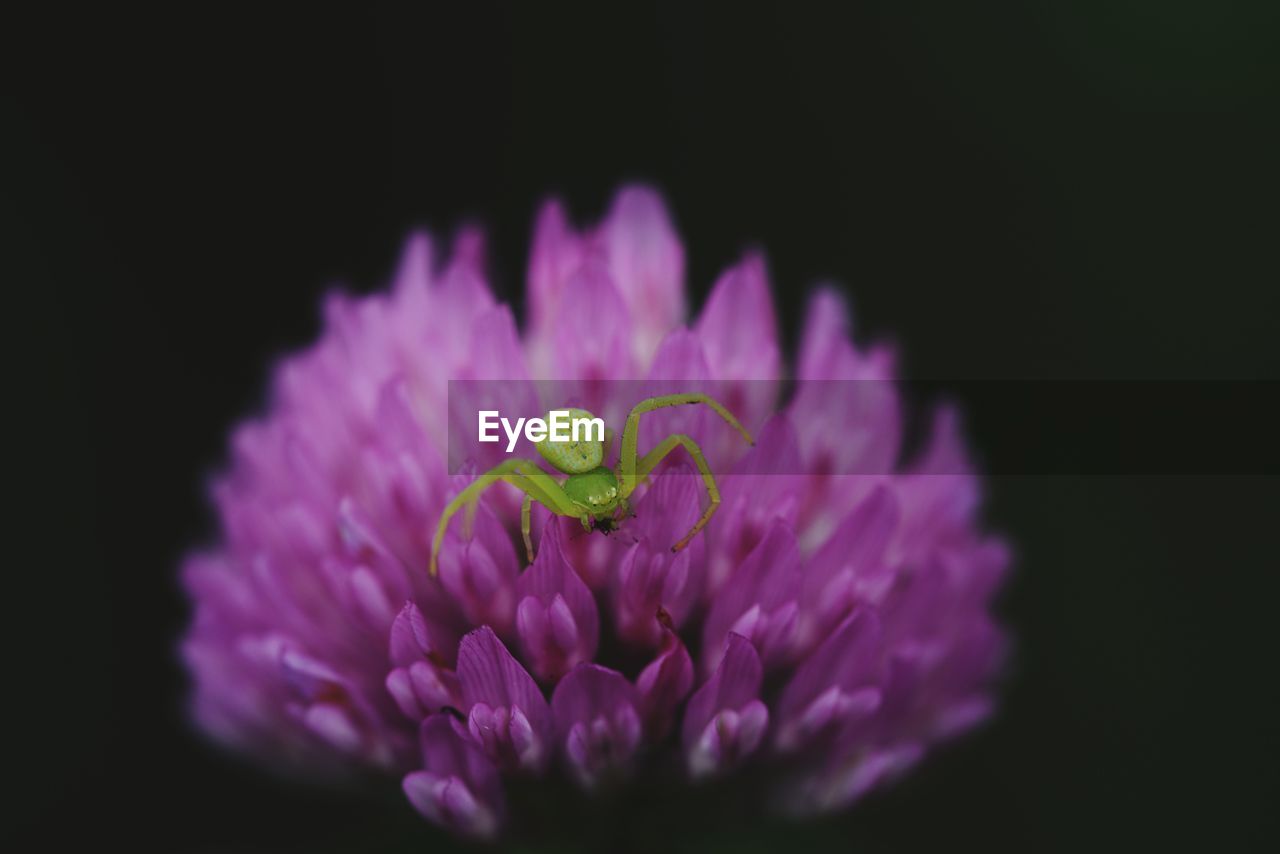 Close-up of insect on pink flower