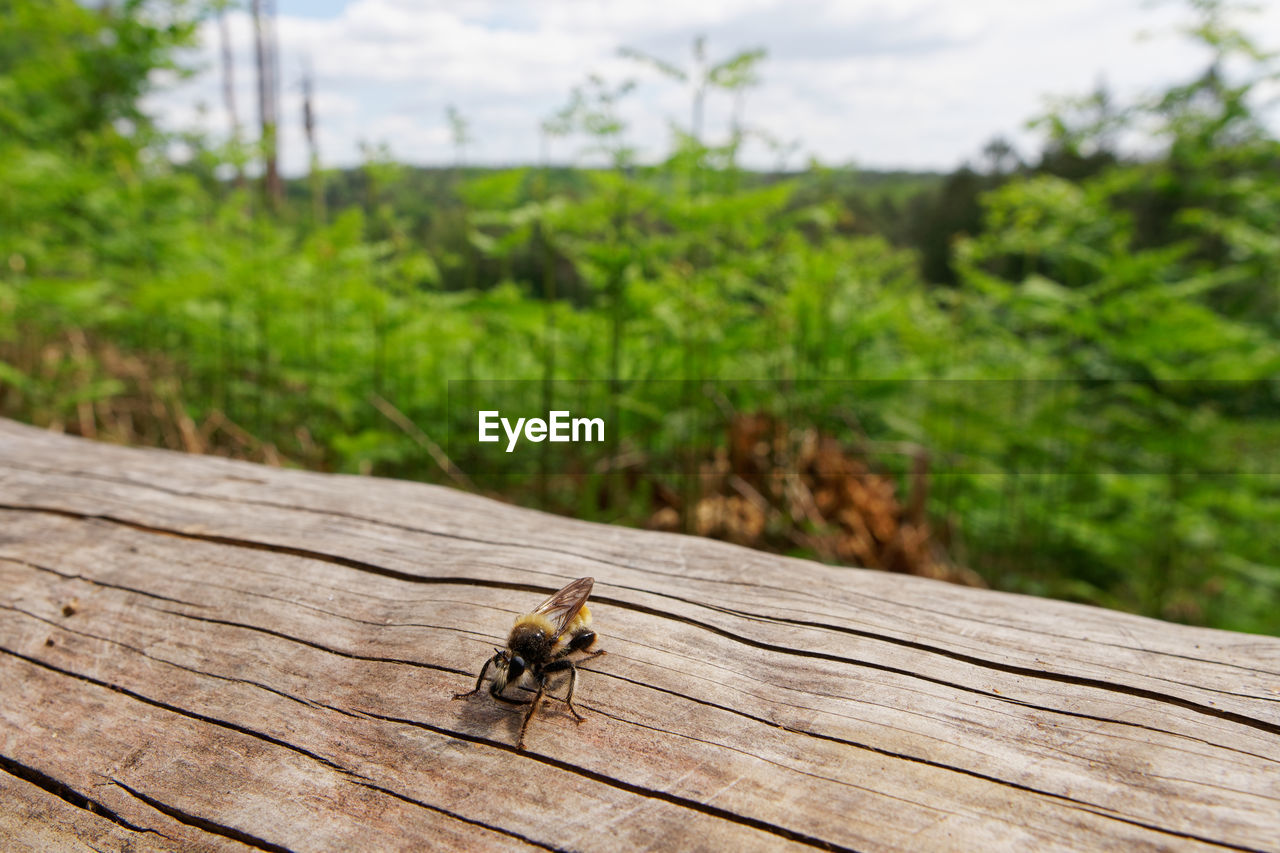wood, animal wildlife, animal, animal themes, wildlife, insect, nature, one animal, plant, day, no people, leaf, green, focus on foreground, tree, outdoors, soil, close-up, plank, beauty in nature, sky, bee