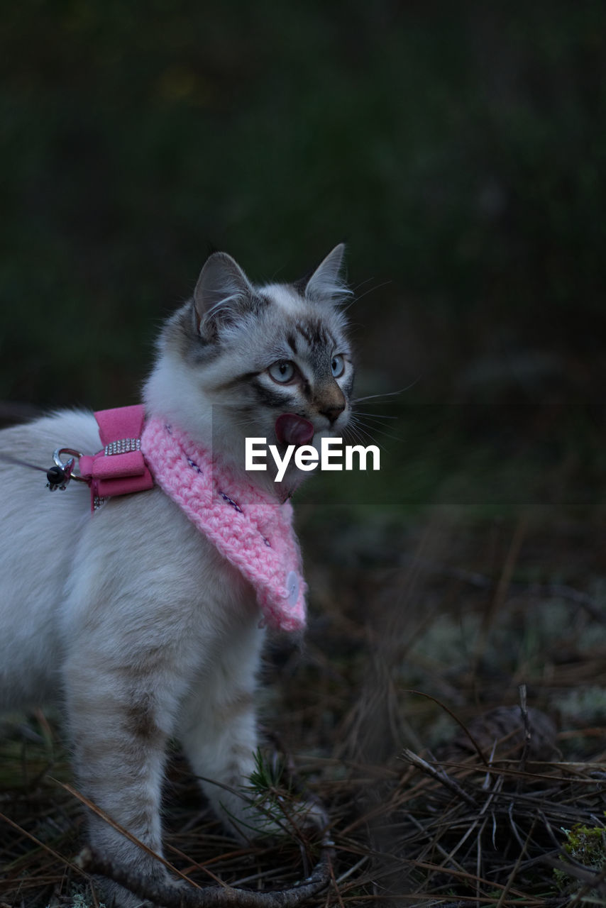 PORTRAIT OF A CAT LOOKING AWAY ON FIELD