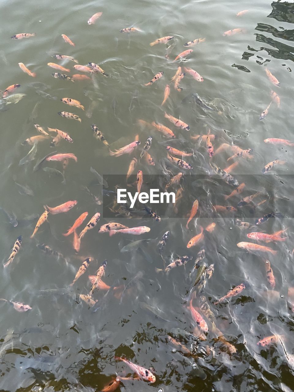 High angle view of koi fish in sea