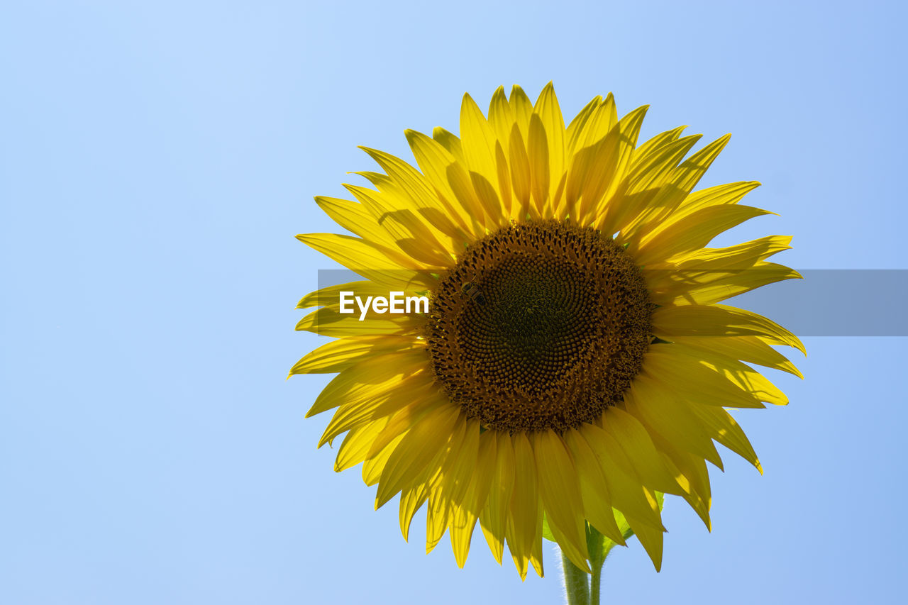 CLOSE-UP OF SUNFLOWER AGAINST SKY