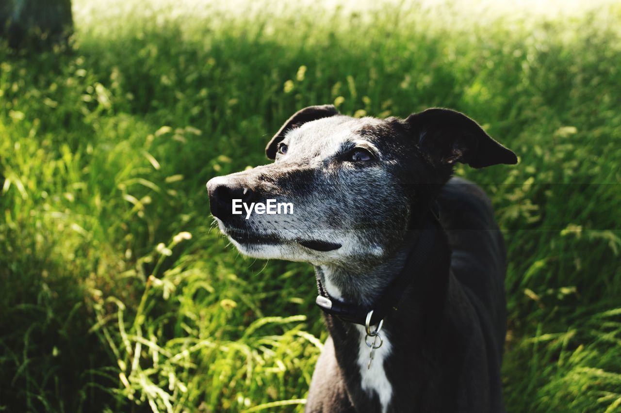 Close-up of dog on field