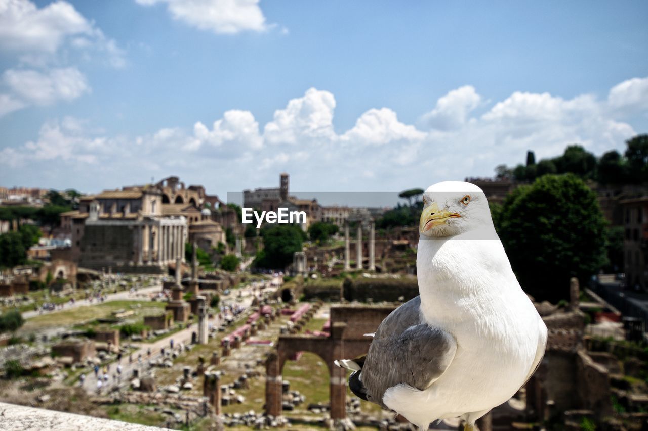 SEAGULL PERCHING ON A WALL AGAINST SKY