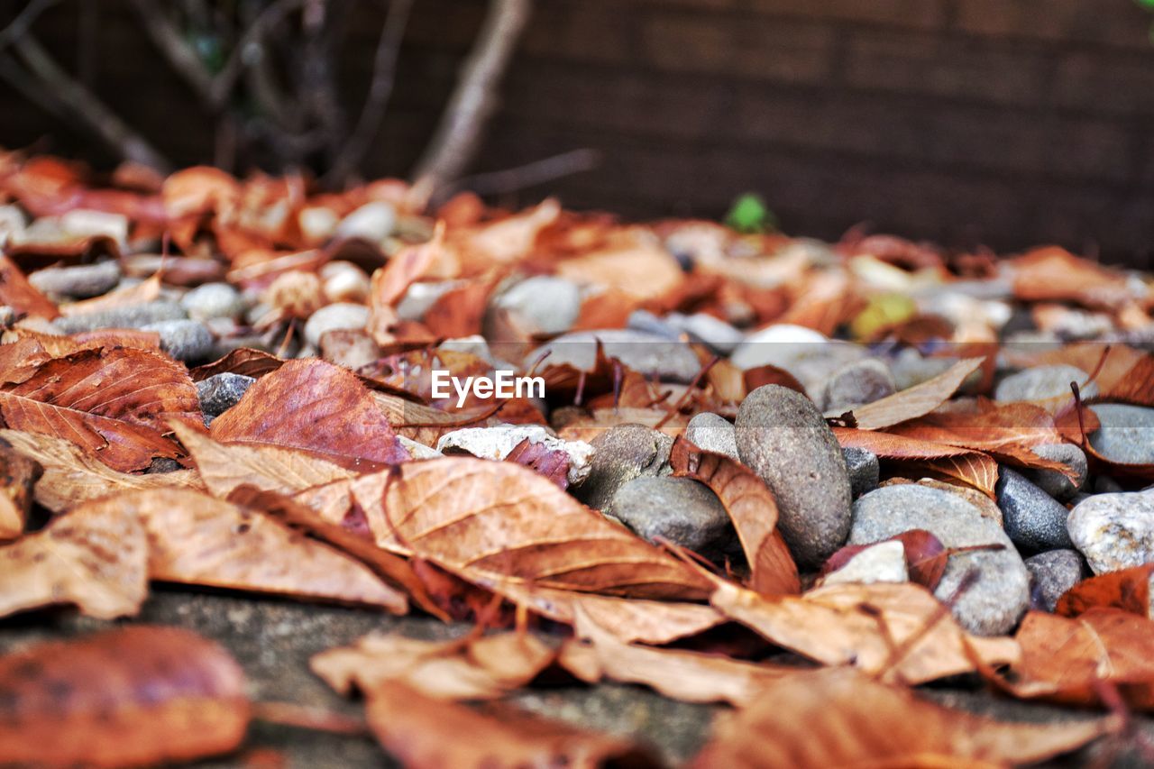 Close-up of leaves on ground