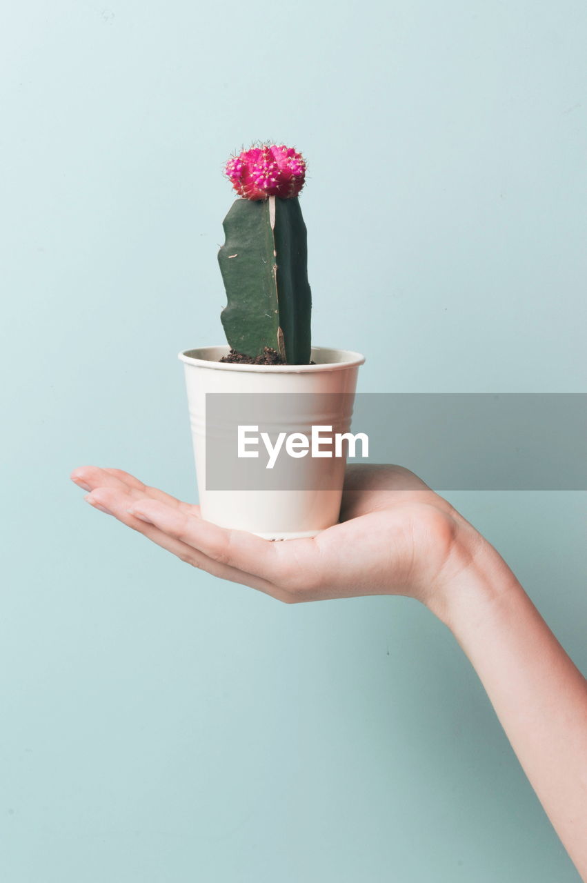 Close-up of hand holding potted cactus against blue background