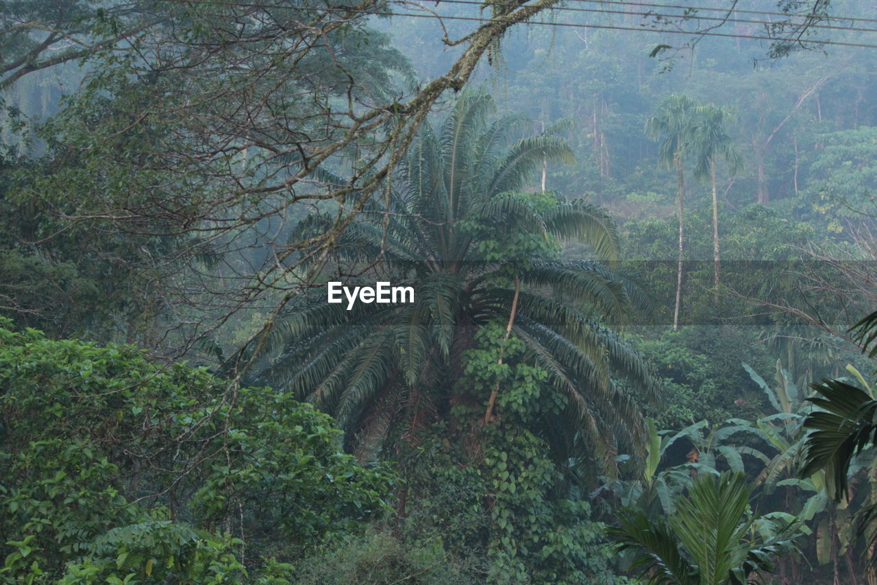 PLANTS GROWING IN FOREST