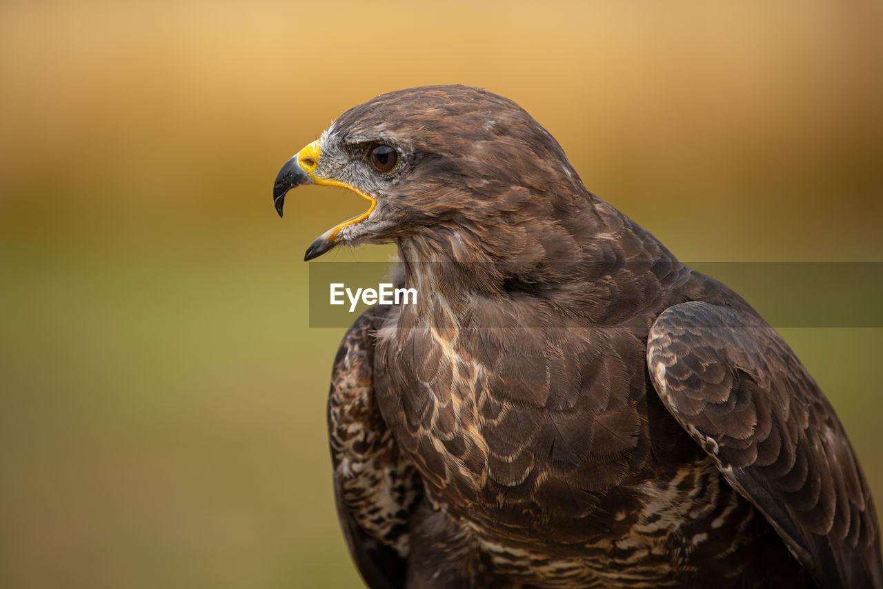 Common buzzard screeching