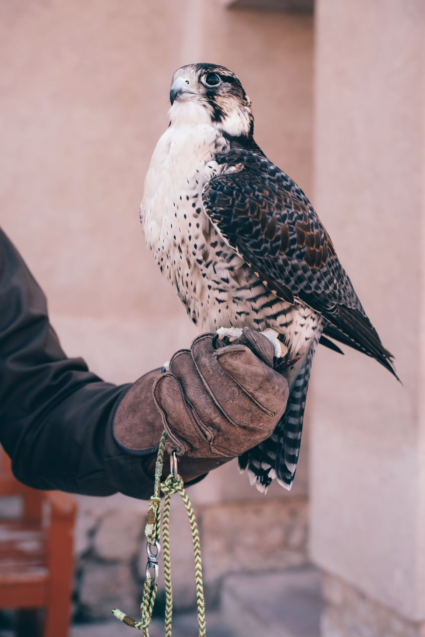 Arabic falcon sitting on the hand