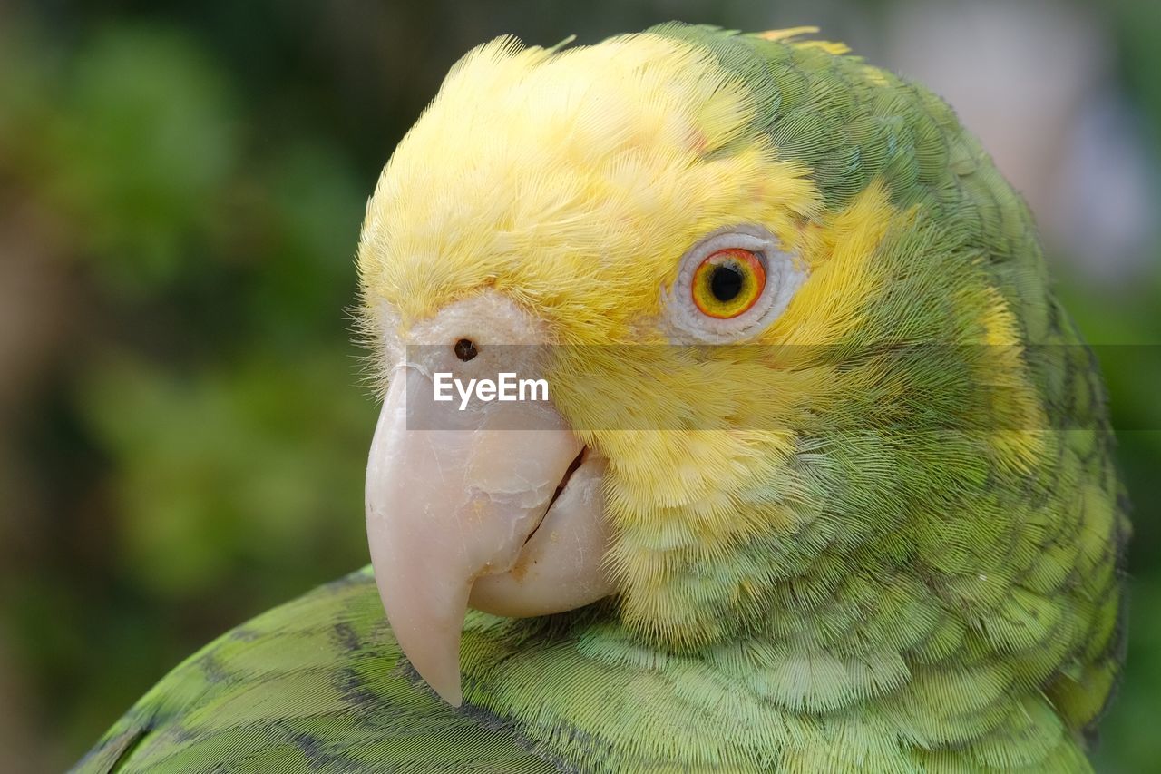 CLOSE UP OF PARROT