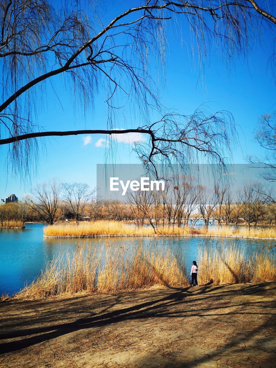 SCENIC VIEW OF LAKE AGAINST BARE TREES