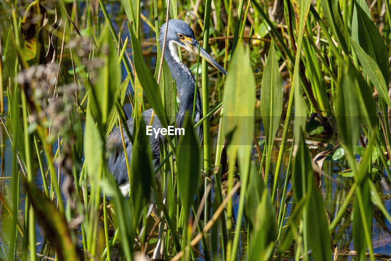 VIEW OF BIRD PERCHING ON PLANT