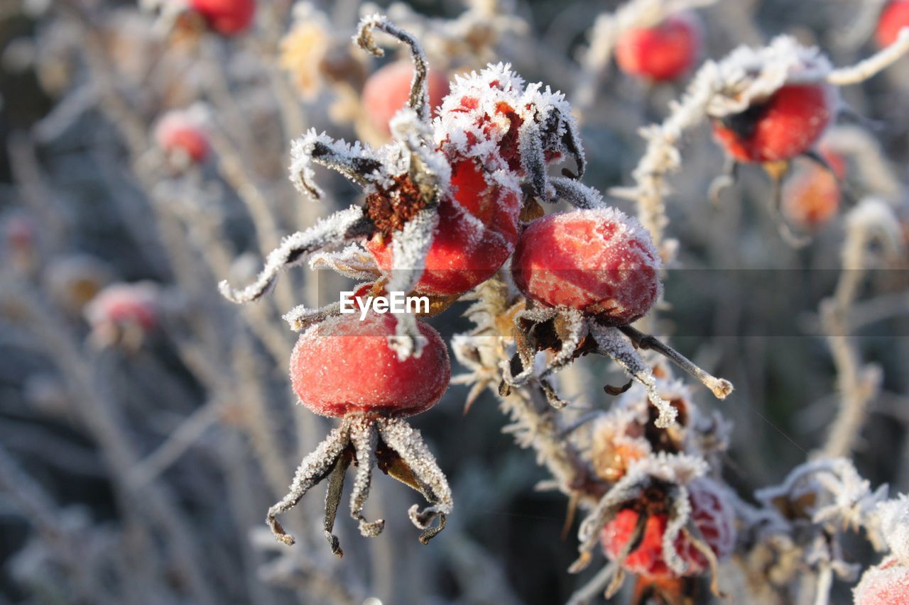 Close-up of red berries on snow