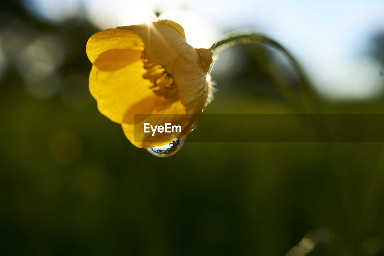 Close-up of yellow flower