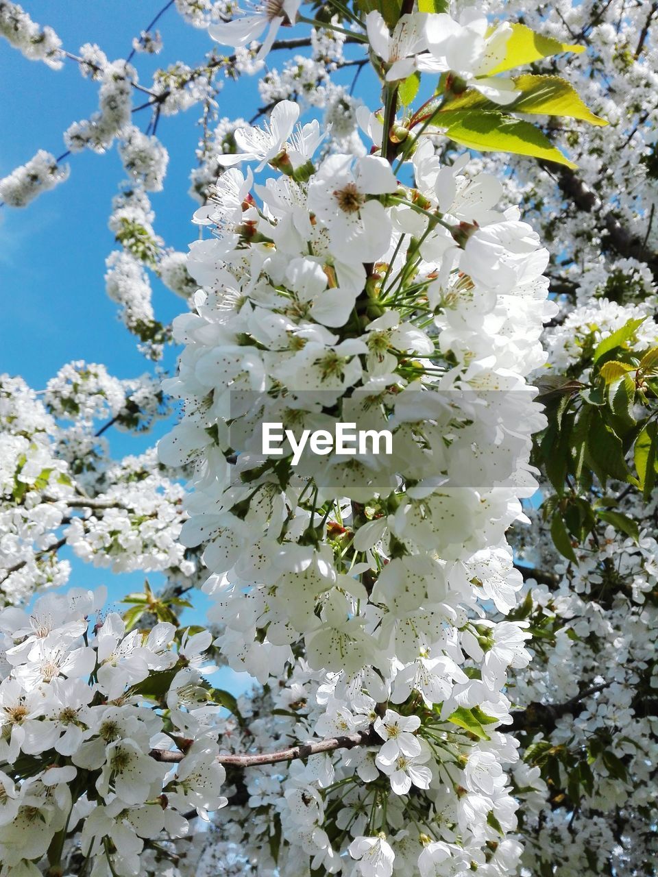 CLOSE-UP OF FLOWERS FLOATING ON WATER AGAINST SKY