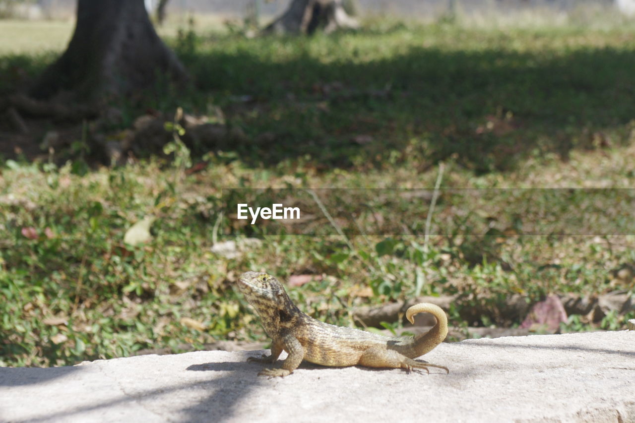 SIDE VIEW OF A LIZARD ON GROUND