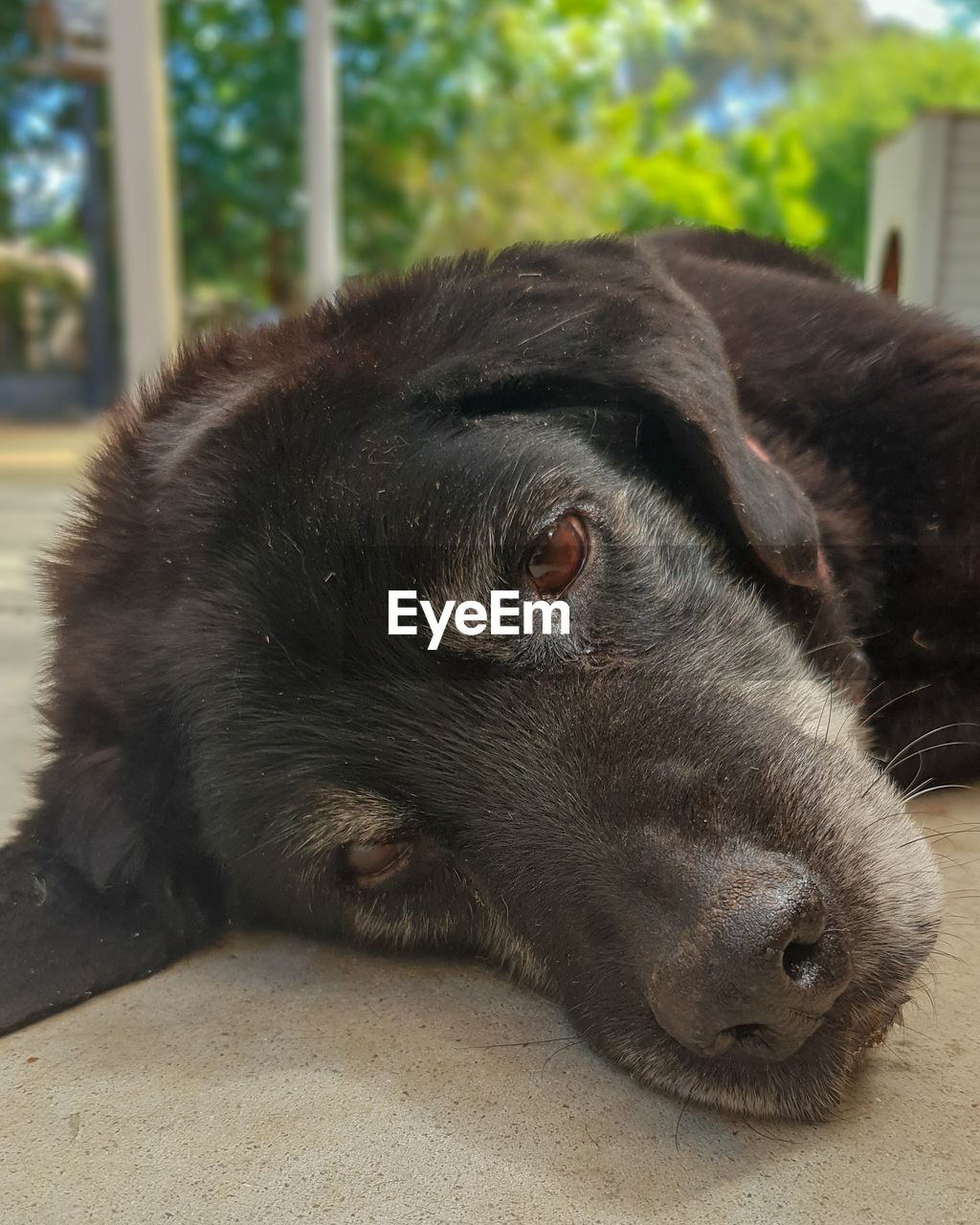 Close-up of dog resting