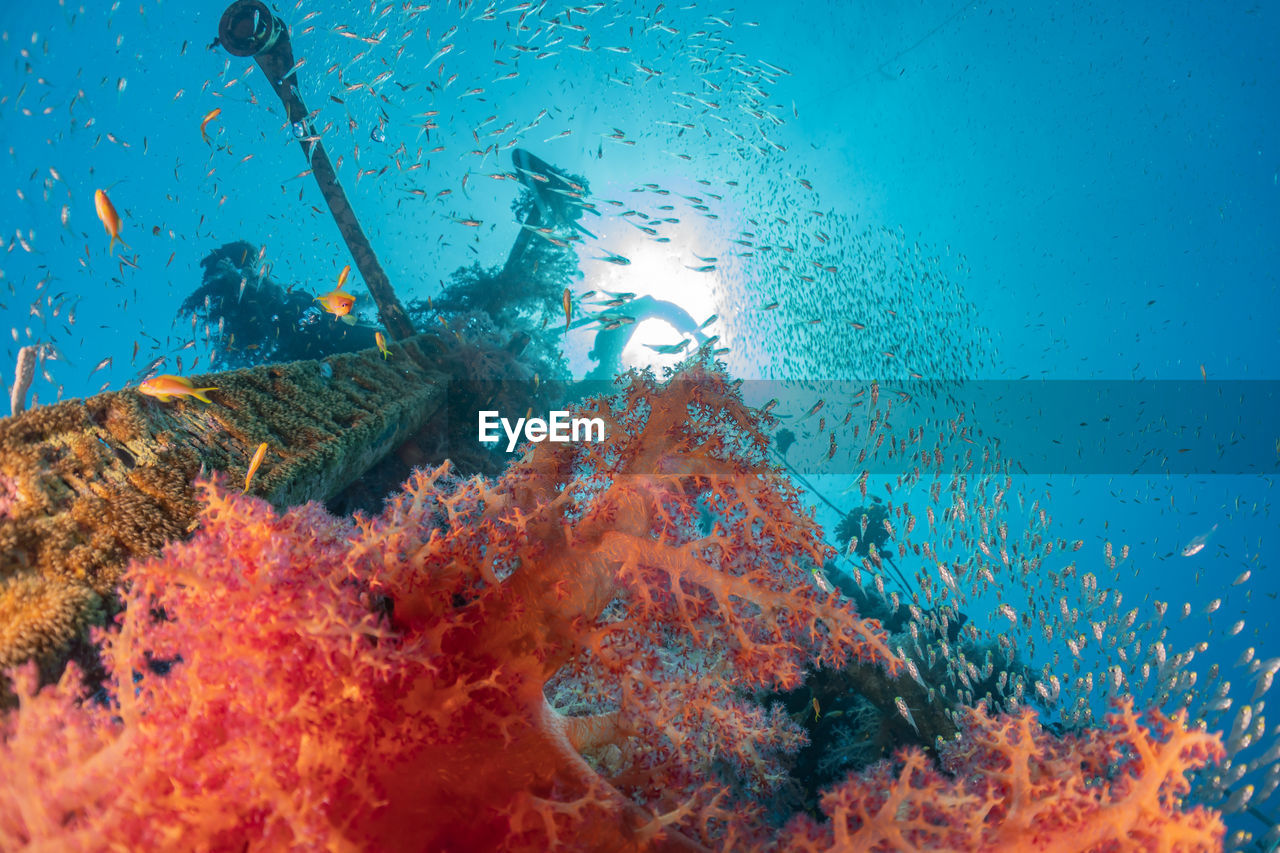 Coral reef and water plants in the red sea, eilat israel