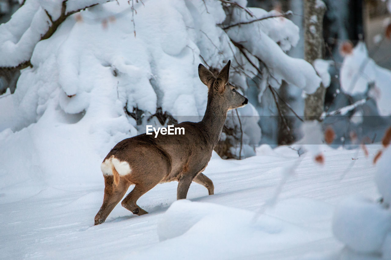 View of roe deer on snow covered forest in the wilderness 