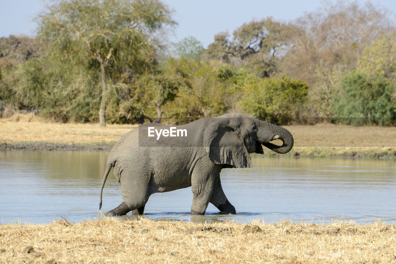 SIDE VIEW OF ELEPHANT IN LAKE