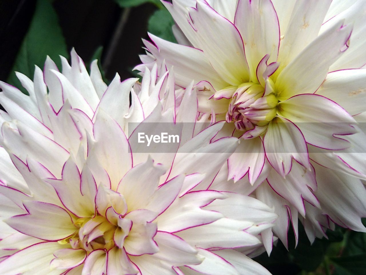 Close-up of pink flower