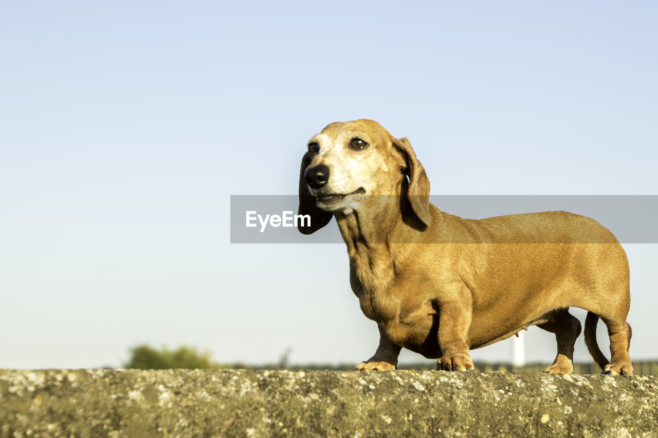 DOG STANDING AGAINST SKY