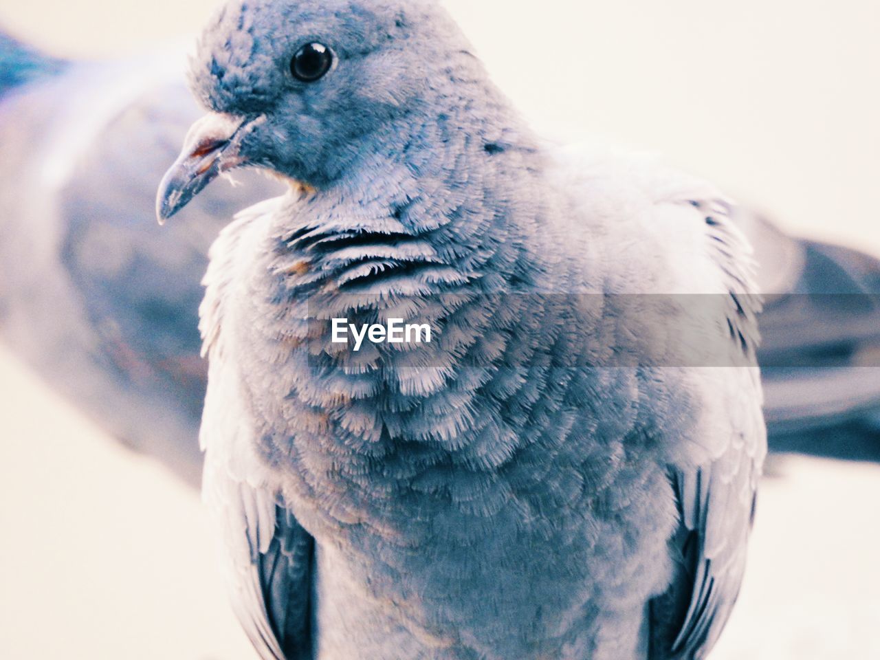 Close-up of pigeons