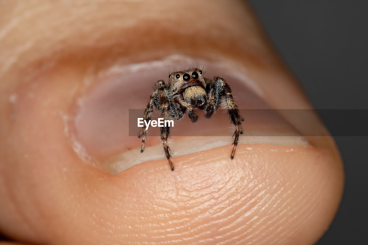 CLOSE-UP OF SPIDER ON HAND HOLDING A BLURRED BACKGROUND