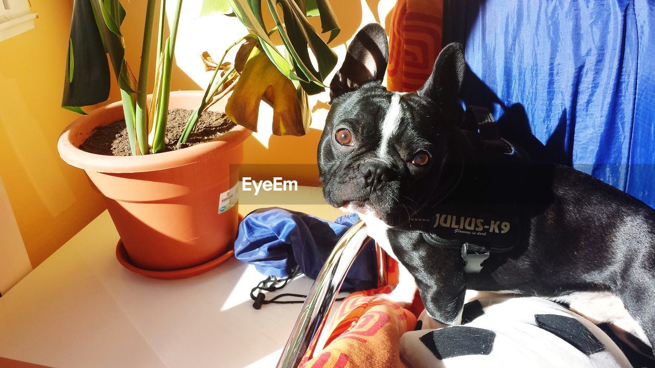 CLOSE-UP PORTRAIT OF DOG WITH DOGS